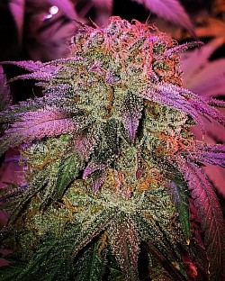 Purple kush